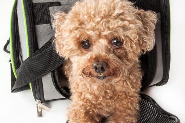 Benefits of Using a Pets at Home Dog Cage Small for Your Pet’s Comfort pets at home dog cage small