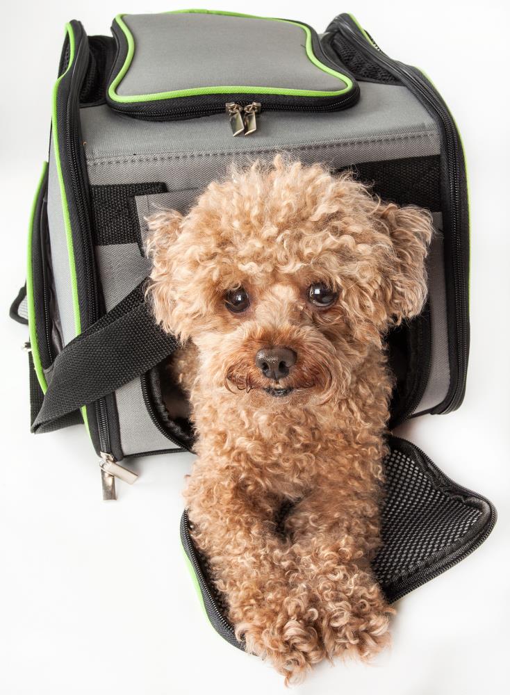 pets at home dog cage small