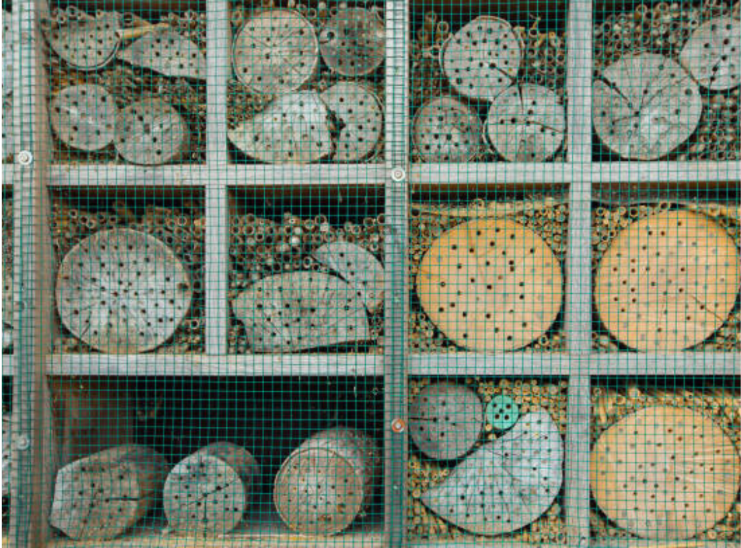 Bee Nesting Patterns in Different Types of Fencing