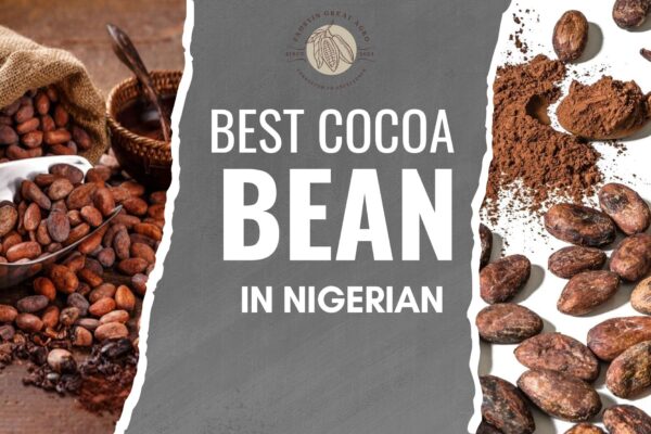 Why Faustin Great Agro Produces the Best Cocoa Bean in Nigerian Farms best cocoa bean in nigerian