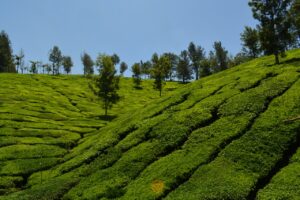 Munnar Kerala package