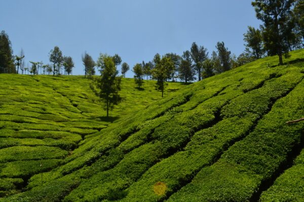 Munnar Kerala package