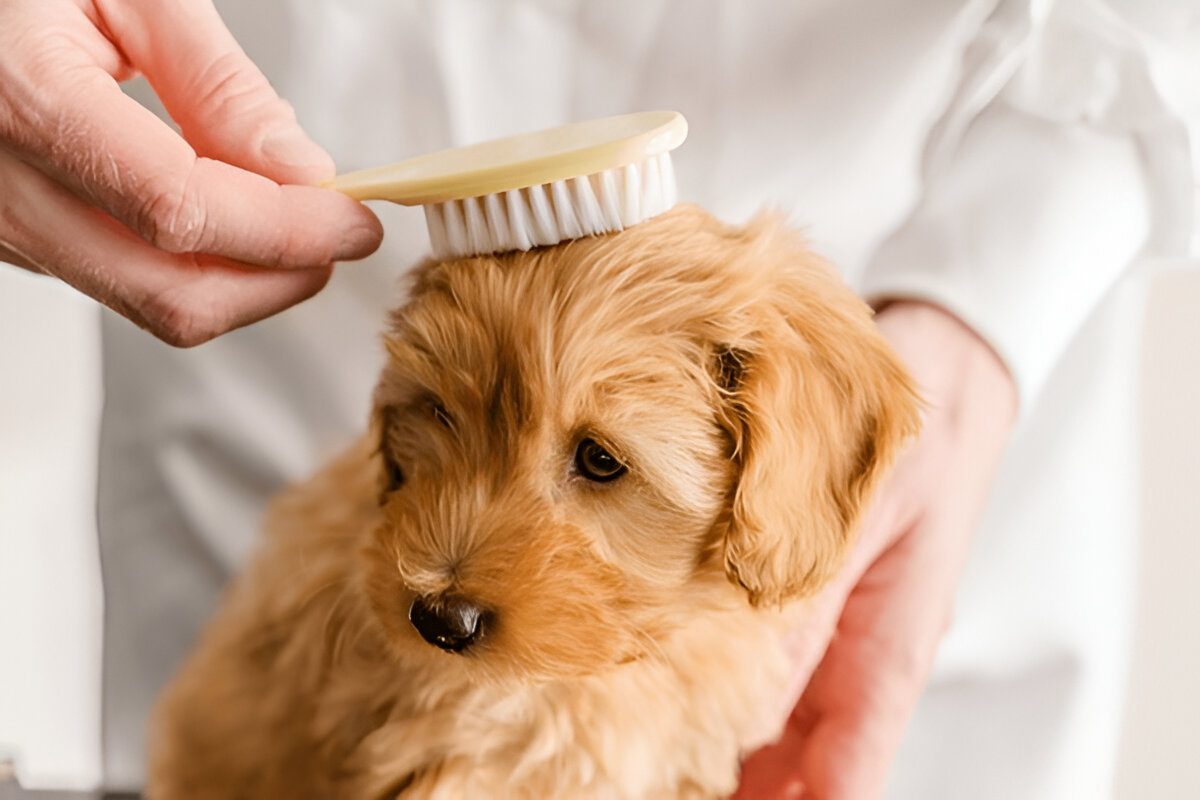 Pet Sitter