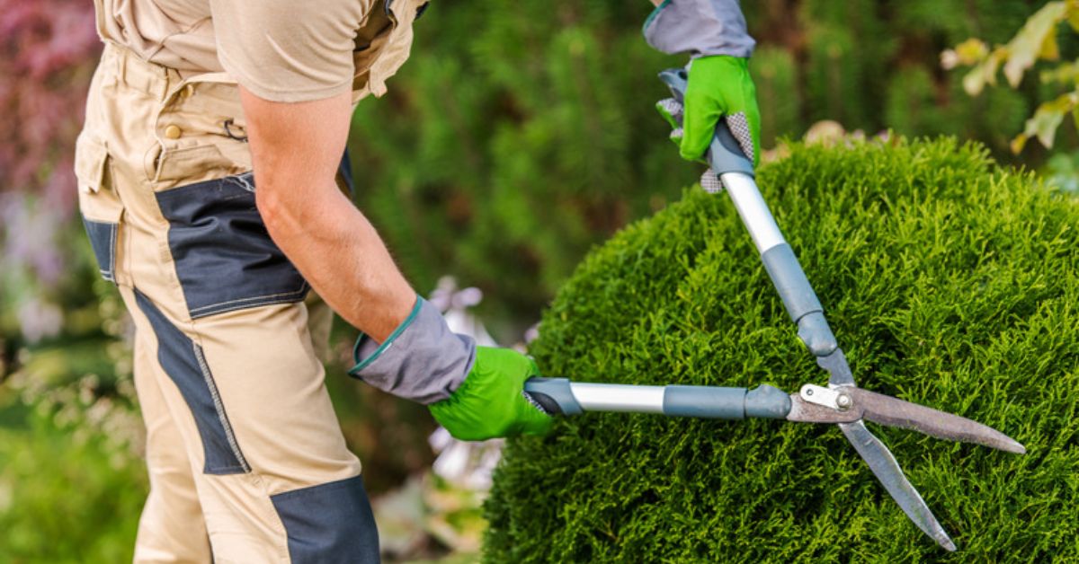 Texas Landscaping