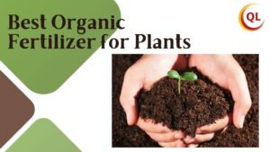 best organic fertilizer for plants