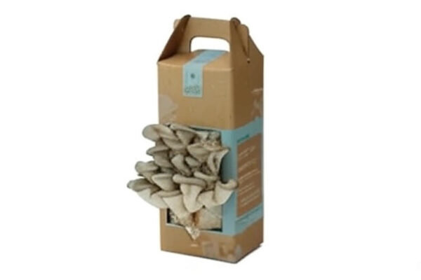 mushroom boxes
