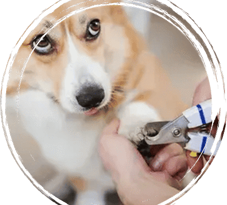 Pet Grooming san diego