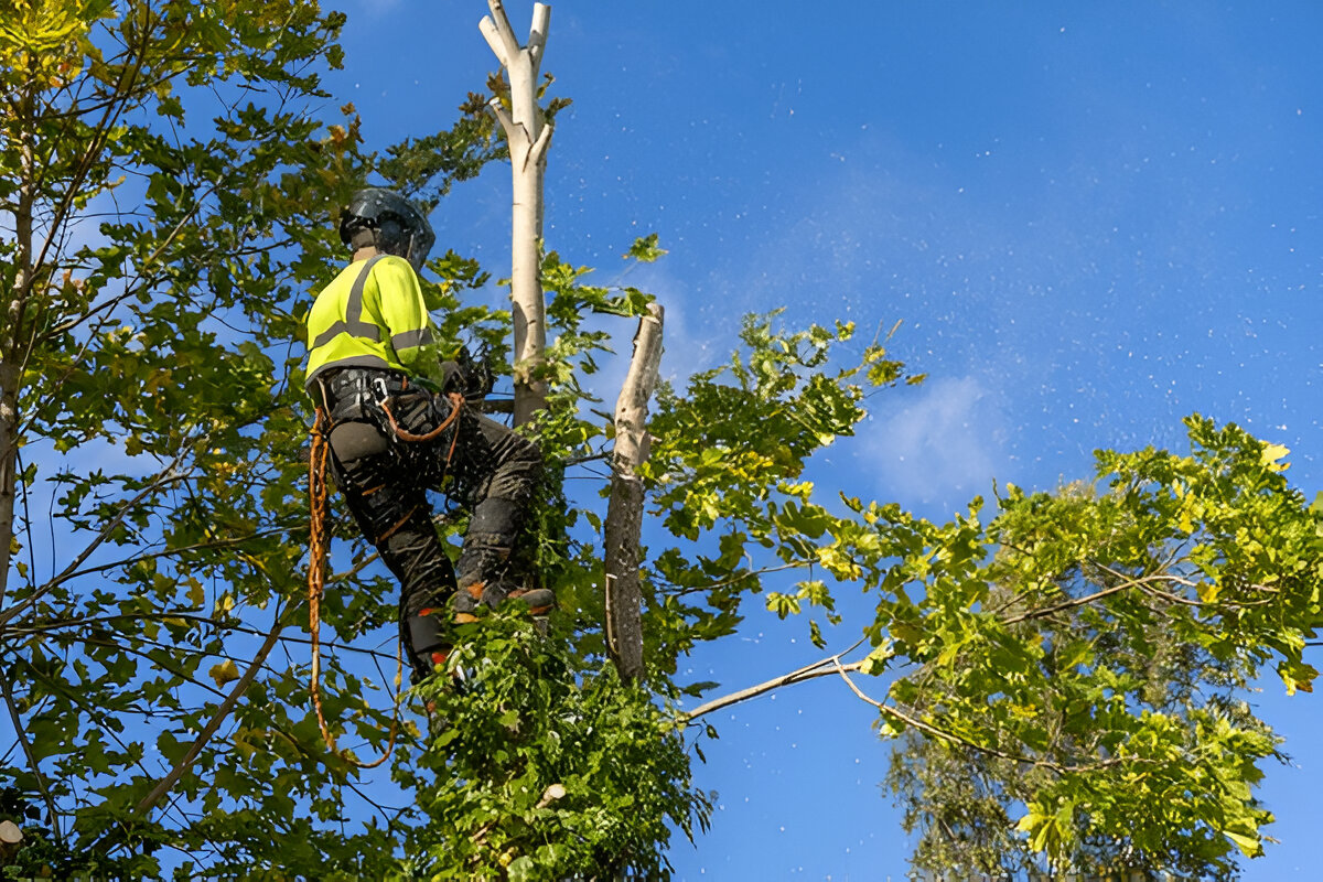 tree removal