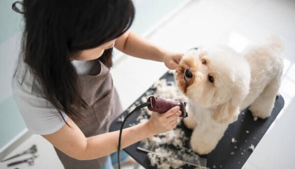 pet groomers in Hesperian