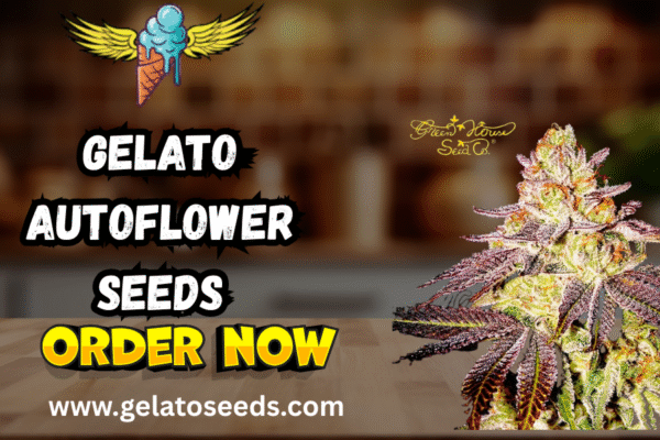 gelato autoflower seeds