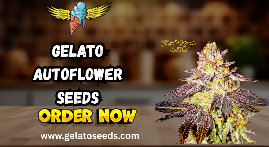 gelato autoflower seeds