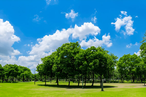 Tree Services