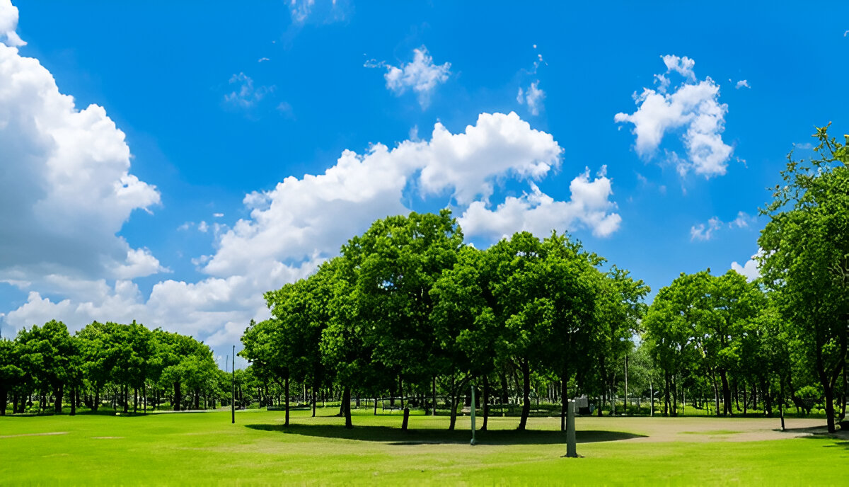 Tree Services