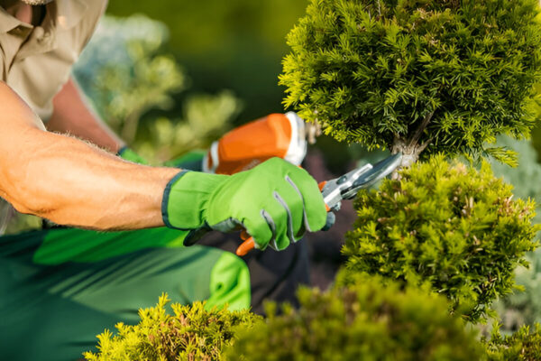 How Experts Handle Fallen Trees With Tree Service Tree Services