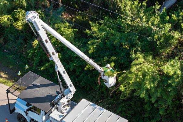 Tree Services