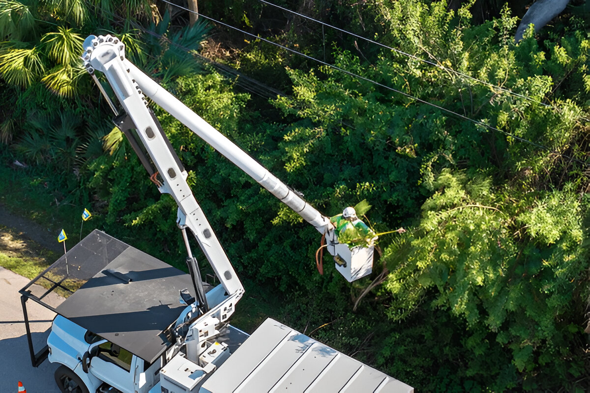 Tree Services