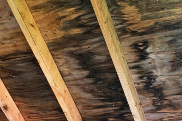 how to get mold off wood
