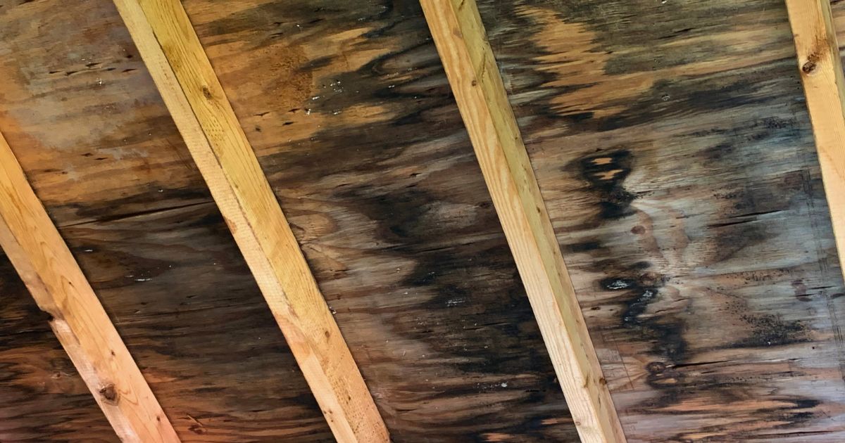 how to get mold off wood