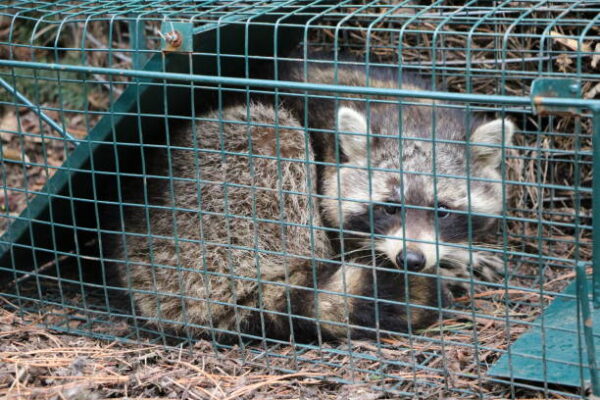 raccoon removal services