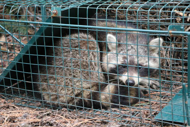 raccoon removal services